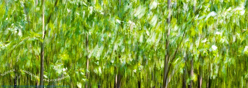 slides/Leafy Impressionism.jpg poplar trees west sussex leaves abstract painterly image leaves wisborough green limited edition landscape panoramic Leafy Impressionism